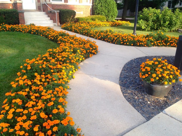 Conception de parterre de fleurs