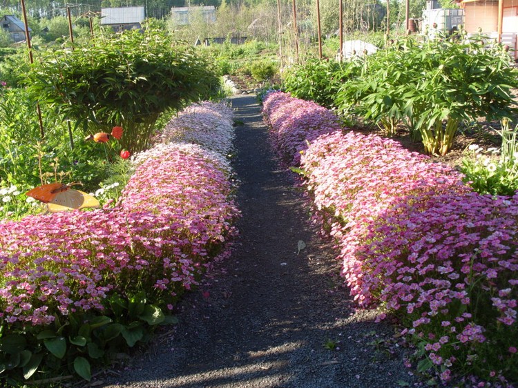 Conception de parterre de fleurs