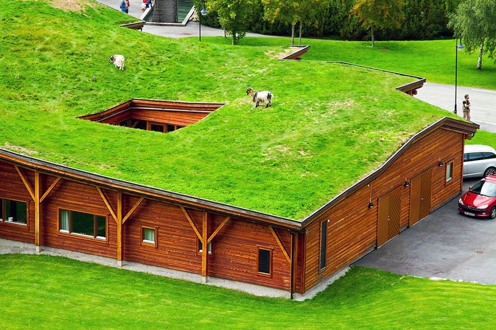 Zelená střecha