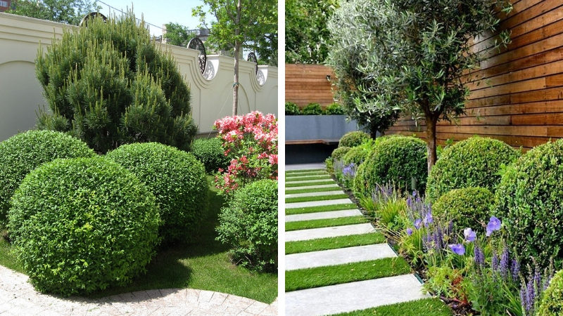 Boxwood in landscape design