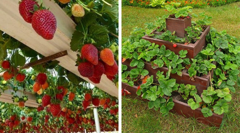 Flower bed for strawberries