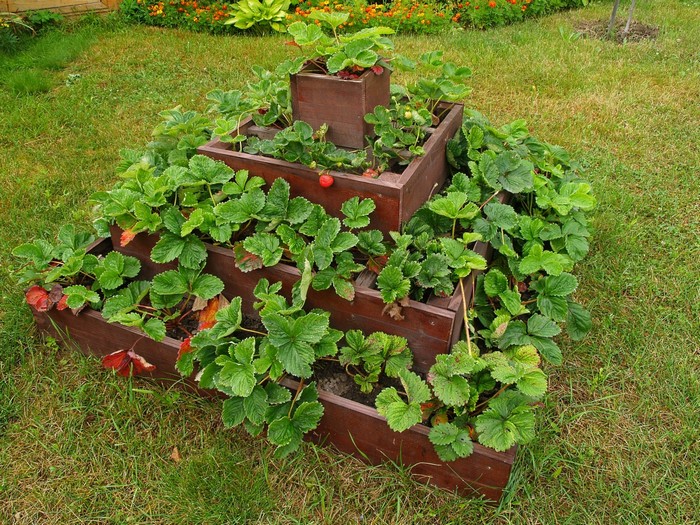 Flower bed for strawberries