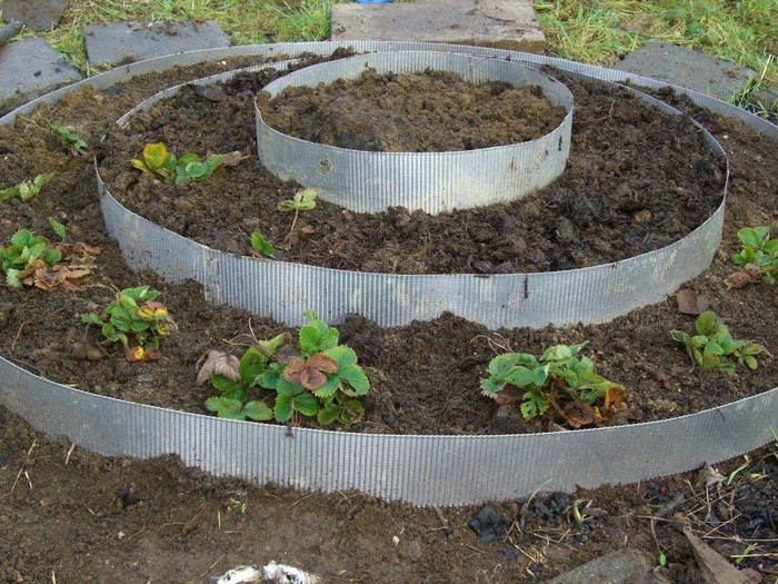 Flower bed for strawberries