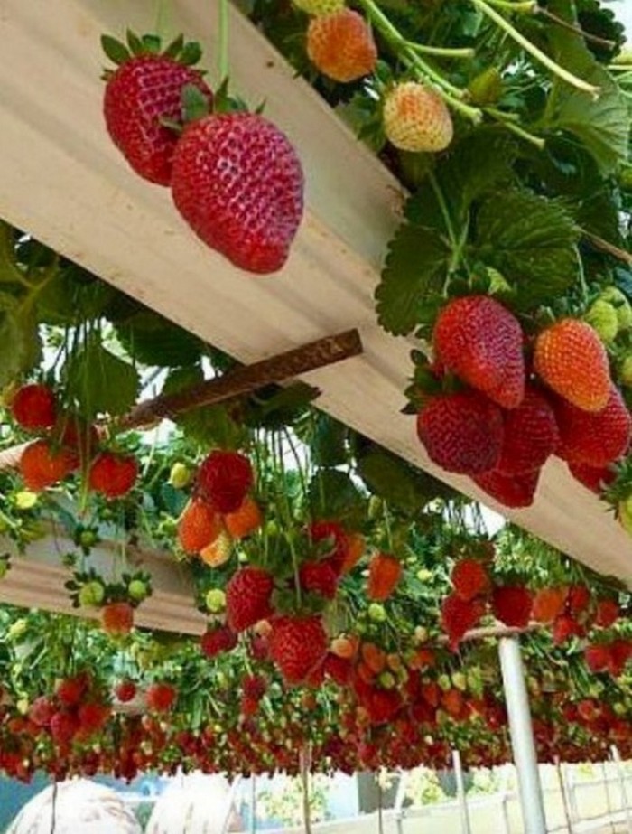 Flower bed for strawberries