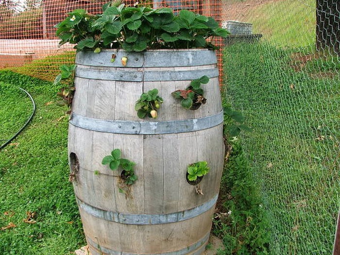 Flower bed for strawberries