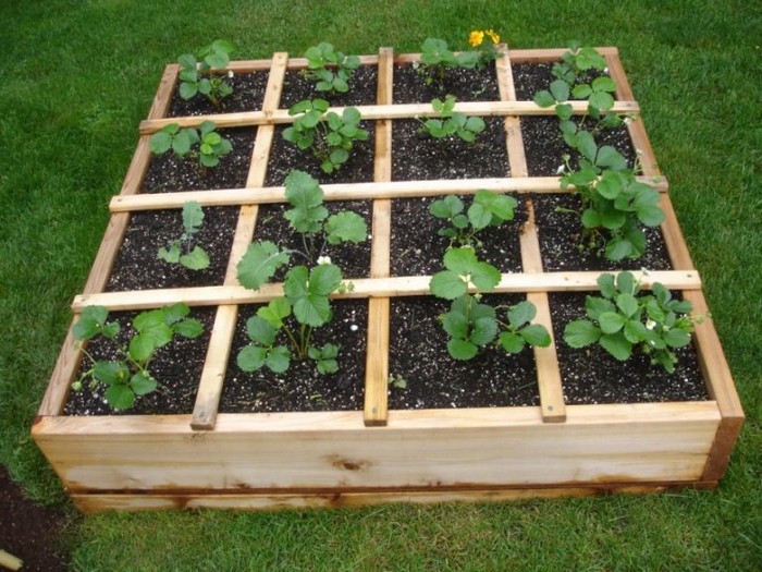 Flower bed for strawberries