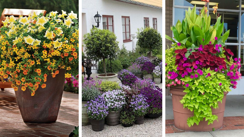 outdoor flowers in pots