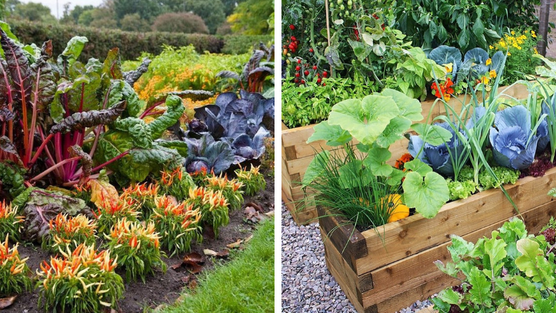 Conception de parterres de légumes