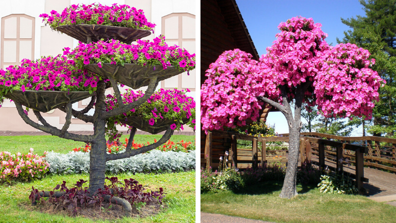 beaux parterres de fleurs