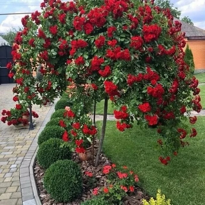 krásné růže