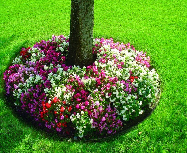 jednoduché květinové záhony v zemi