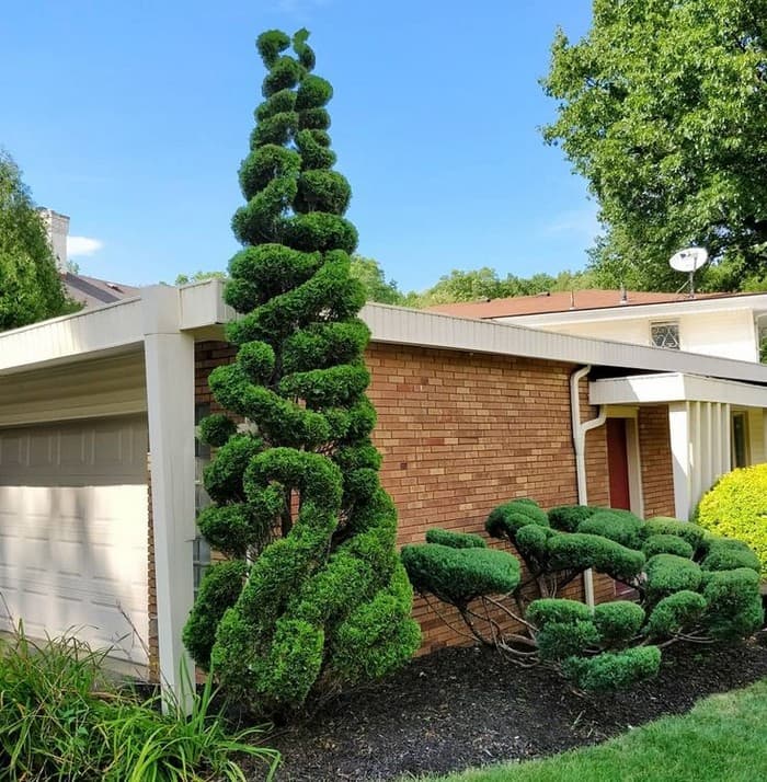 conifers in the garden