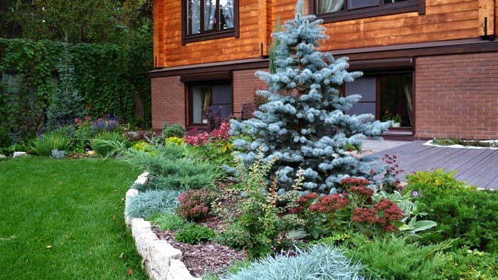 conifers in the garden