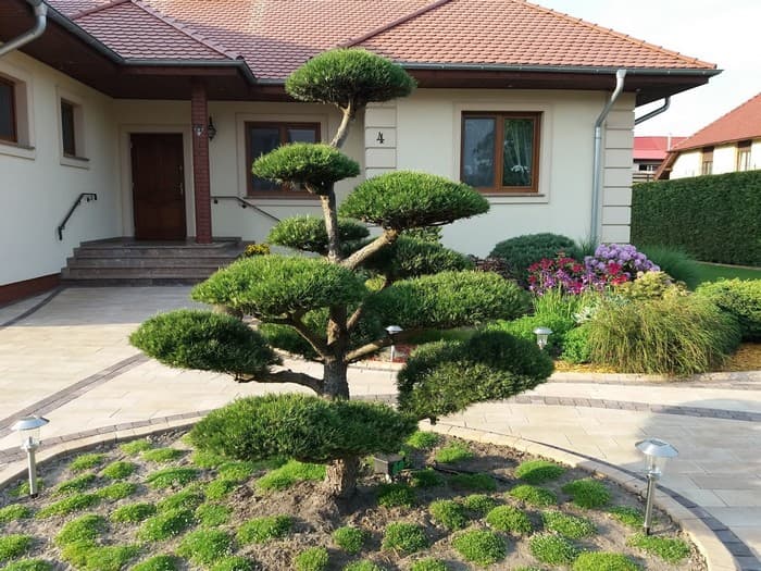 conifers in the garden