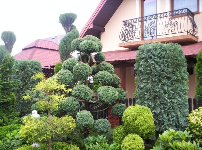 conifers in the garden