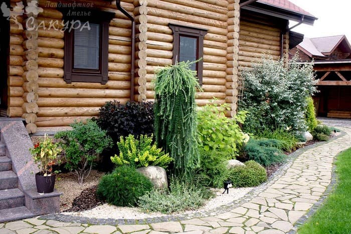 conifers in the garden