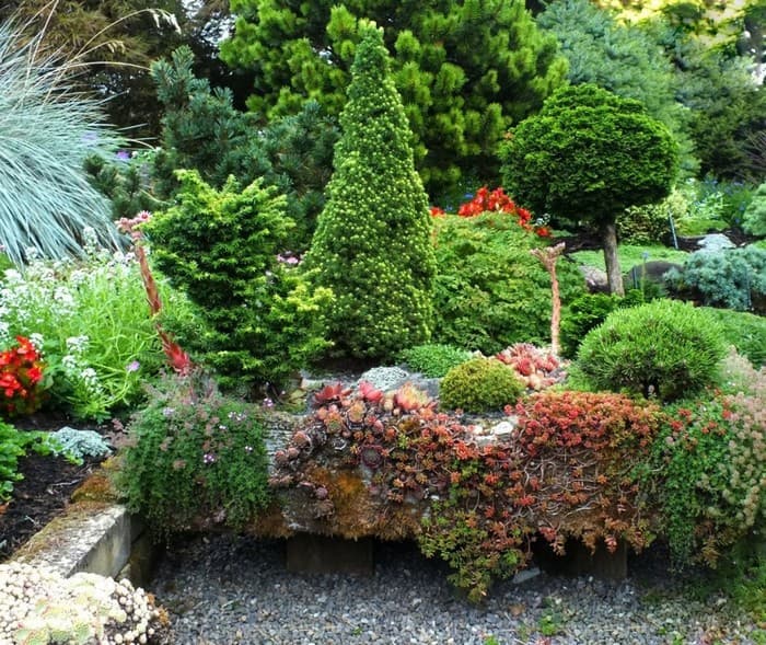 conifères dans le jardin