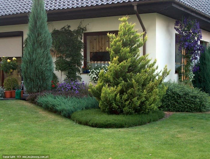 conifers in the garden