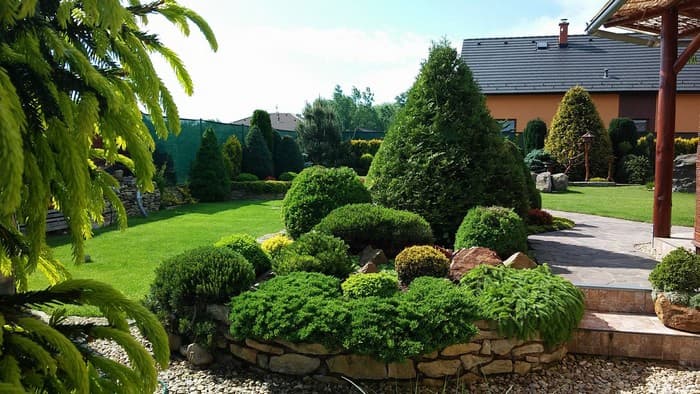 conifères dans le jardin