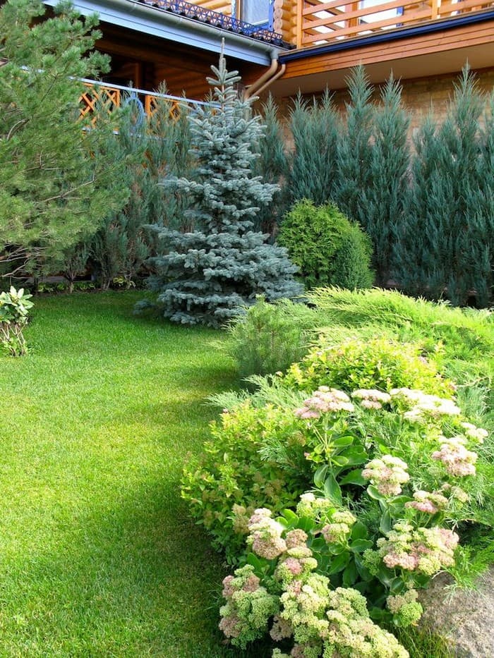 conifères dans le jardin