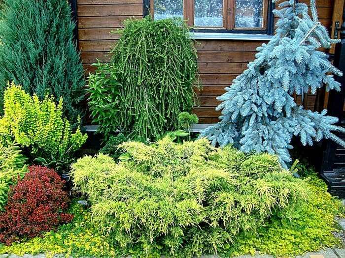 conifers in the garden