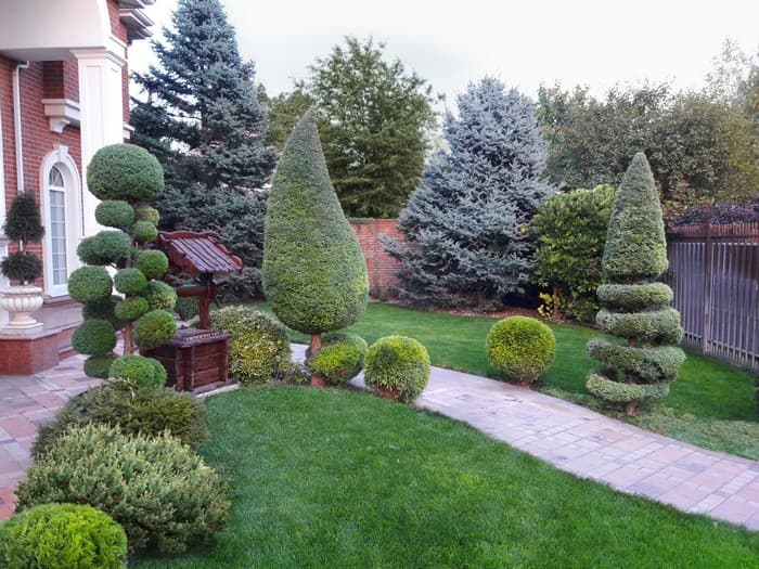 conifers in the garden