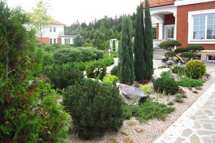 conifères dans le jardin