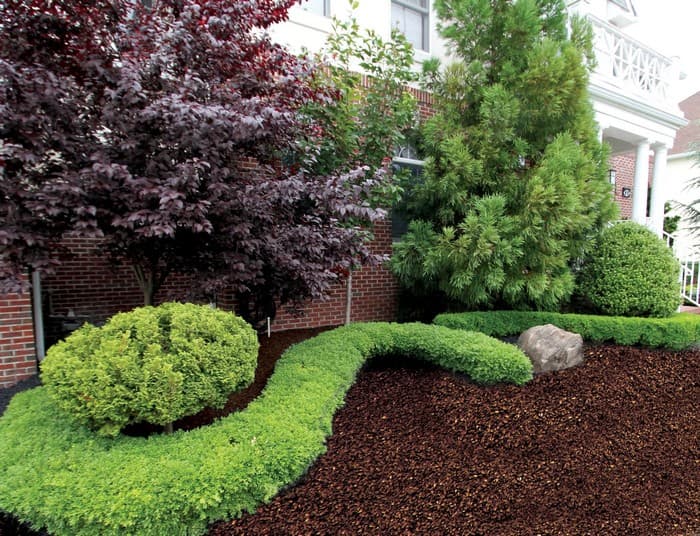 conifères dans le jardin