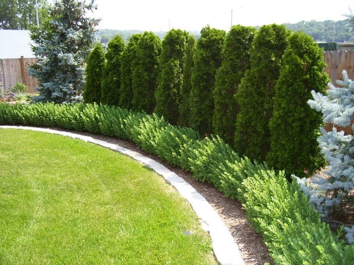 conifers in the garden