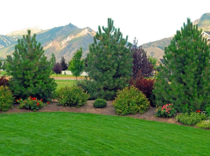 conifers in the garden