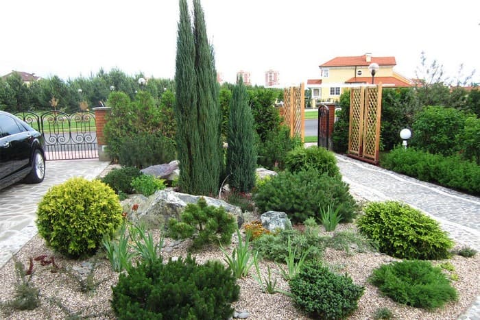 conifers in the garden