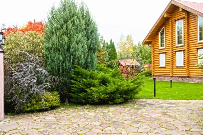 conifères dans le jardin