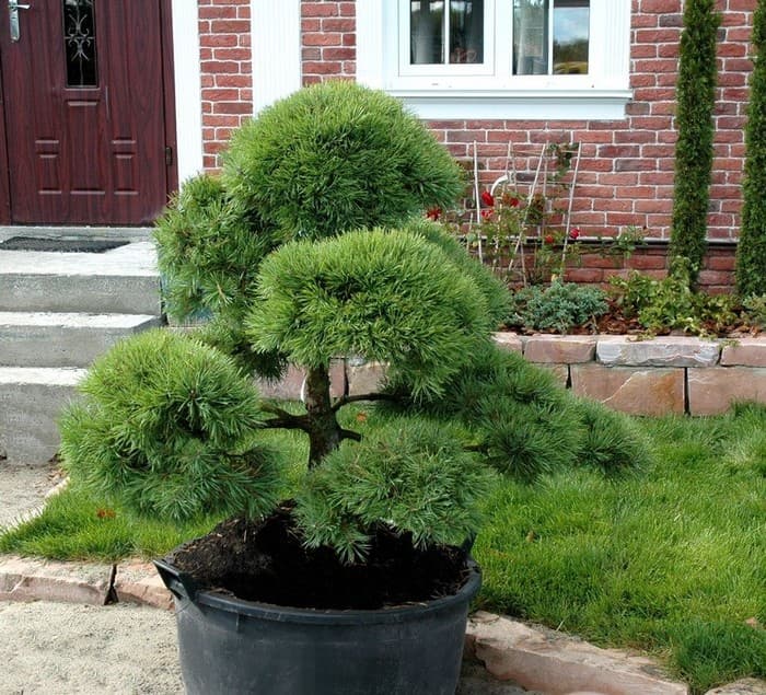 conifères dans le jardin