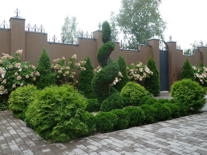 conifères dans le jardin