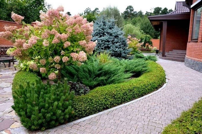 conifères dans le jardin