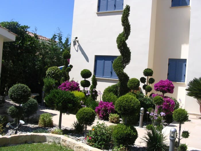 conifères dans le jardin