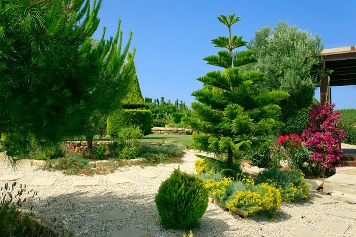 conifères dans le jardin