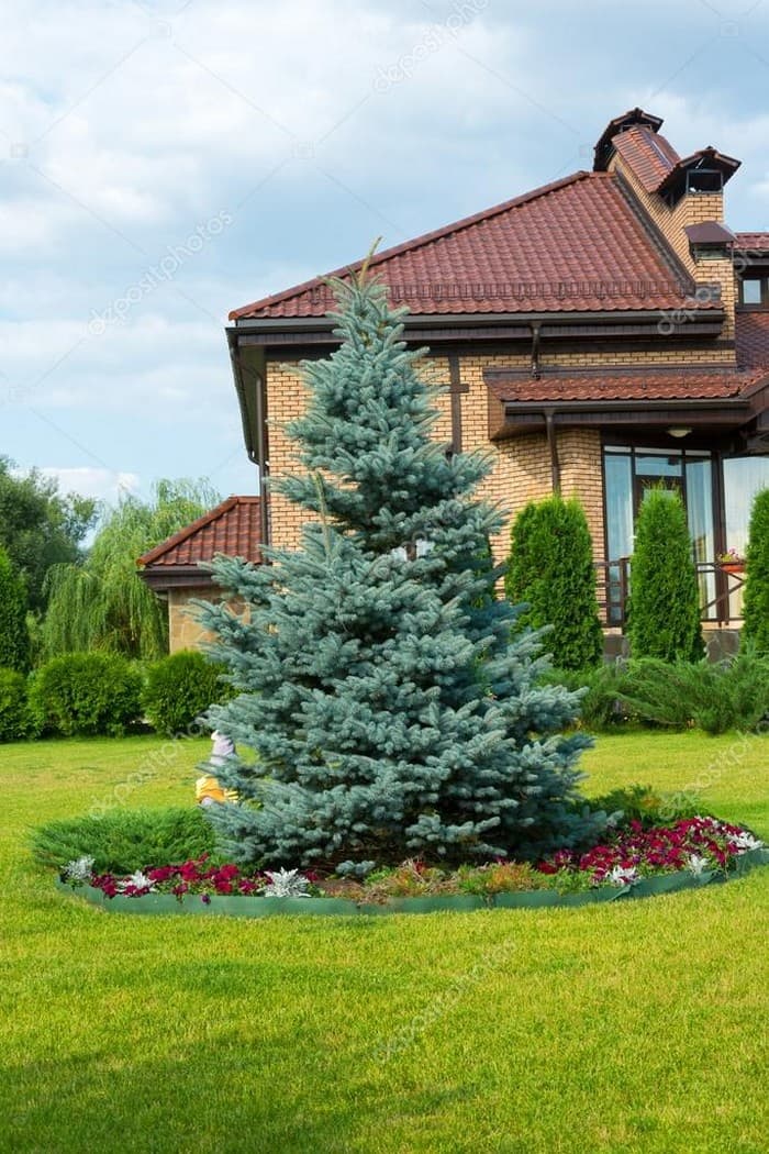 conifers in the garden