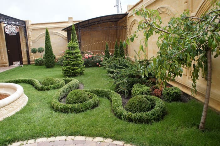 conifers in the garden