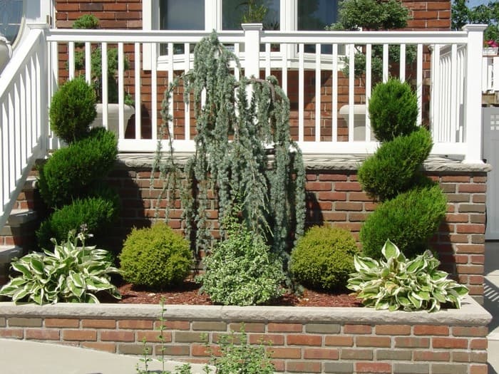 conifers in the garden