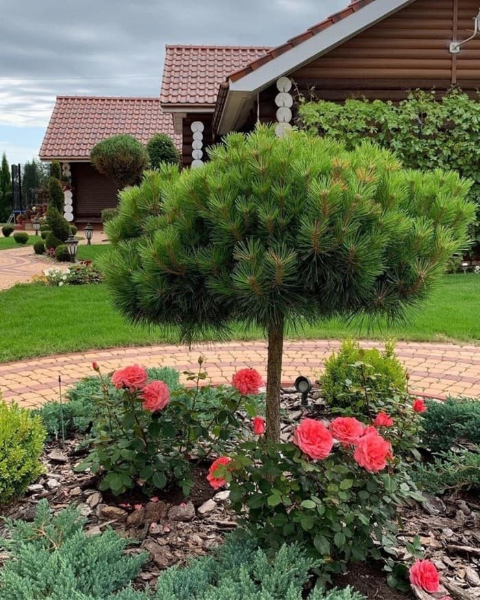 conifères dans le jardin