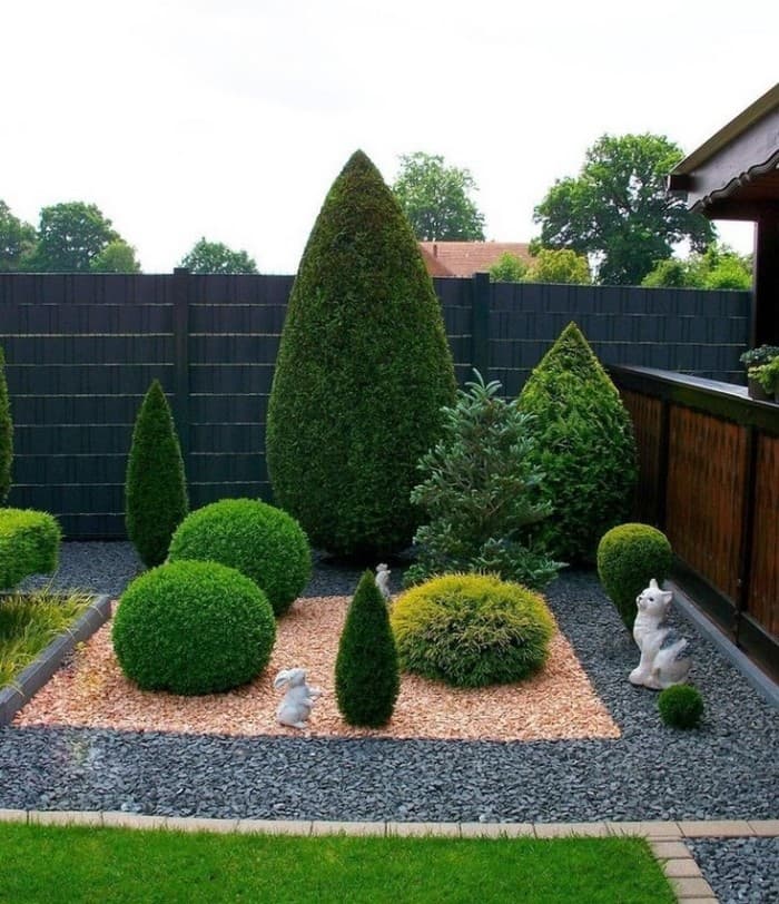 conifères dans le jardin