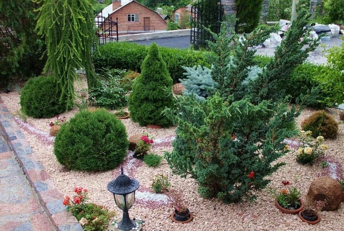 conifères dans le jardin