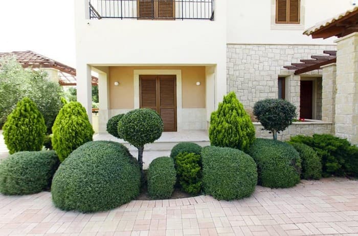 conifers in the garden