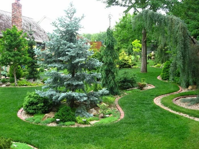 conifers in the garden