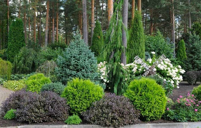 conifers in the garden