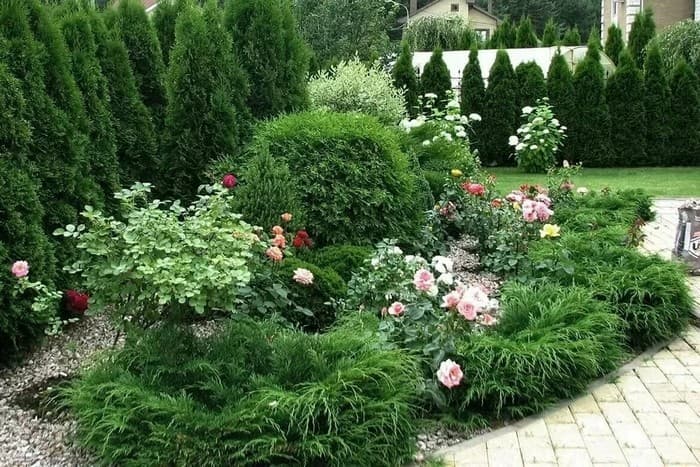 conifères dans le jardin