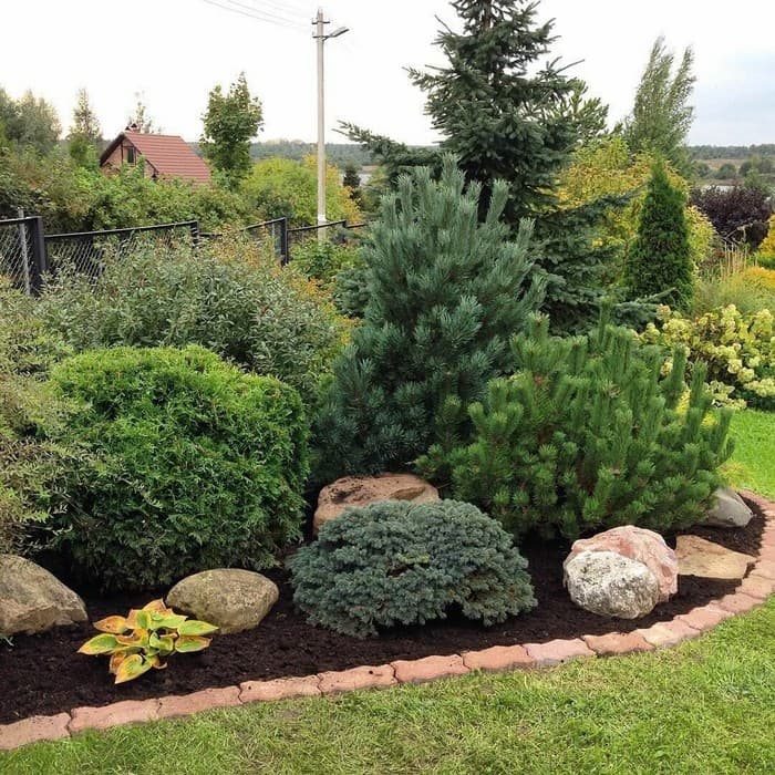 conifères dans le jardin