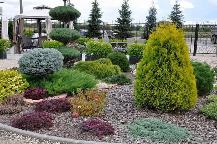 conifers in the garden