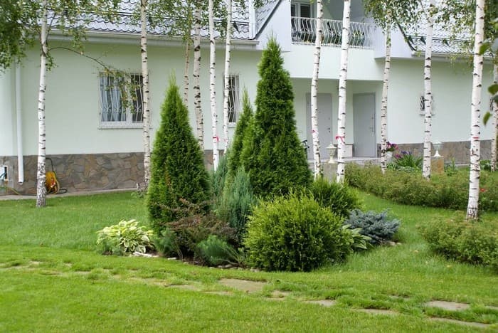 conifers in the garden